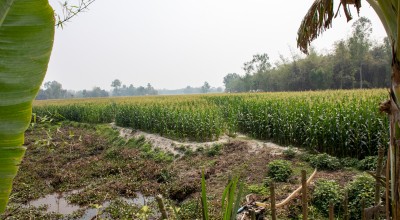 A CRAG reconstructed embankments for flood resilience and built pathways to make movement easier during floods. Photo: Gavin Douglas/Concern Worldwide