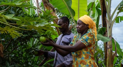 A couple in Rwanda pick fruit in their garden