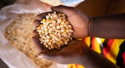 Maize crop example, Malawi. Photo: Chris Gagnon/Concern Worldwide