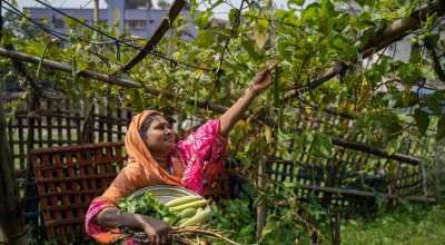 woman in Bangladesh reaches above her head to gather vegetables from a vine