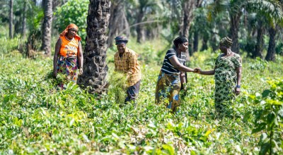 Rogbessoh community members in their farm, Sierra Leone. Photo: Eugene Ikua/Concern Worldwide