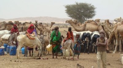 Herds gather around a watering point in West Darfur Sudan. Photo: Hussein Sulieman.