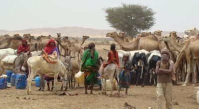 Herds gather around a watering point in West Darfur Sudan. Photo: Hussein Sulieman.