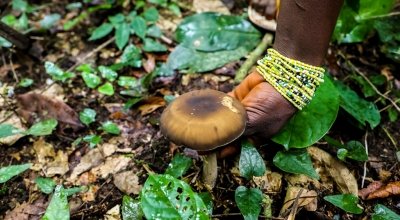 Adamsay Kargbo (25) picking mushrooms from the forest floor. She is a participant in the LANN programme run by Concern Worldwide and Welthungerhilfe in Sierra Leone. Photo: Jennifer Nolan / Concern Worldwide.