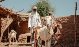 Hassana Mahamadou (30) and the Veterinary auxiliary/Community animal health worker, Ibrahima Oumarou checks the health of the goat. Each beneficiary received a goat to increase their income, Niger. Photo: Ollivier Girard/Concern Worldwide.