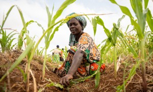 Mwanaesha Haluwa Haji tends to a plot of maize in Makere village in Kenya’s Tana River County. Photo: Lisa Murray/Kerry Group/Concern Worldwide