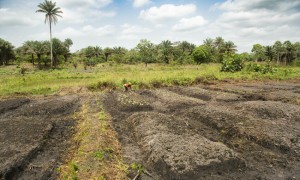 A farm plot on a rehabilitated swamp in Tonkolili, Sierra Leone. Photo: Kieran McConville/Concern Worldwide