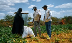 The BRCiS consortium aims at empowering farmers to manage both crop cultivation and livestock care. Photo: Concern Worldwide.