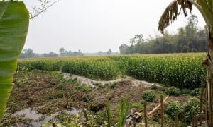 A CRAG reconstructed embankments for flood resilience and built pathways to make movement easier during floods. Photo: Gavin Douglas/Concern Worldwide