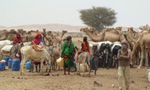 Herds gather around a watering point in West Darfur Sudan. Photo: Hussein Sulieman.