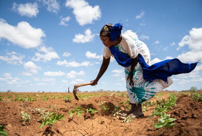 Mwanajuma Ghamaharo tends to her irrigated plot of mung beans in Makere village in Tana River County. Photo: Lisa Murray/Concern Worldwide